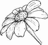 Daisy Drawing Gerber Flower Drawings Line Coloring Cliparts Clipart Gerbera Flowers Pages Daisies Yellow Adult Visit Colouring Library Realistic Pencil sketch template