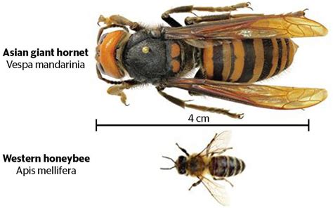 Murder Hornets With Sting That Can Kill Lands In Us Daily Mail Online
