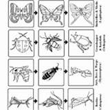 Groups Coloring Animals Insect Orders Category sketch template