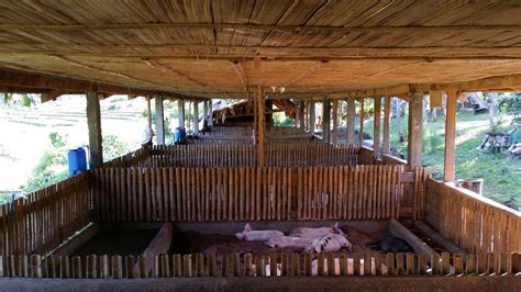 piggery house design philippines house interior pig house bamboo house pig farming