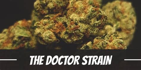 The Doctor Weed Strain Review And Information