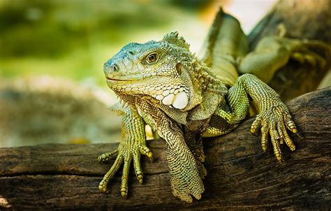 types  lizards worldatlas