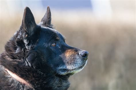 nahaufnahme portraet einer mischlingrasse deutschen schaeferhund suchen weit weg stockfoto und