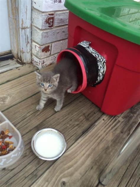 cómo hacer un refugio para gatos callejeros mascotas