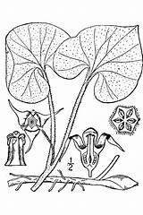 Ginger Wild Canadense Asarum Usda Drawing Man  Bread Pnd Asca Lvd Britton 1913 Nrcs Database Plants Brown Namethatplant Getdrawings sketch template