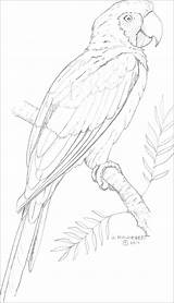 Macaw Coloring Pages Blue Yellow Coloringbay sketch template