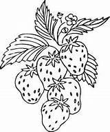 Sketsa Strawberries Anda Ausmalbilder Erdbeere sketch template