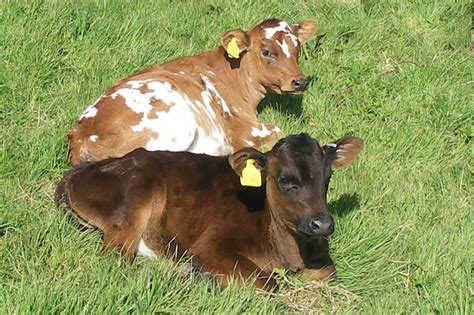 calves relaxing carswell farm holiday cottages