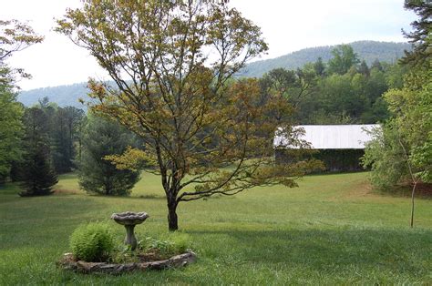 north carolina plants tree photographer