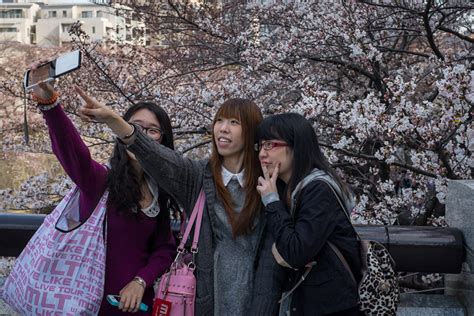 japan cherry blossom viewing hanami parties celebrate ancient tradition using selfie sticks