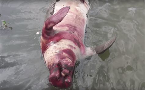 devastating images  animals affected  marine pollution maritime herald