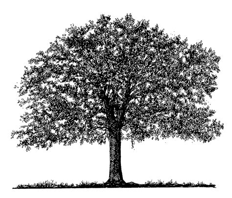oak tree clip art black white google search arbol pinterest