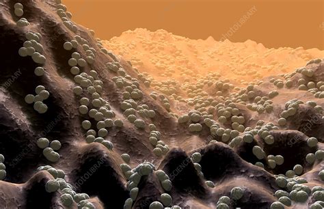 coccus bacteria stock image  science photo library
