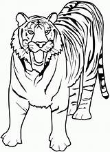 Tigres Tigre Colorir Ausmalbilder Tigri Imprimir Lobos Kleurplaten Colorindo Selva Bengal Ausmalbild Lsu Divujos Clipartmag Mewarn11 Colornimbus Stampare sketch template