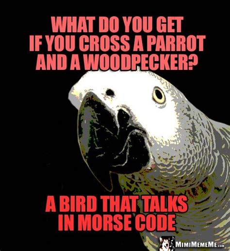 parrot tells bird jokes       cross  parrot   woodpecker  bird