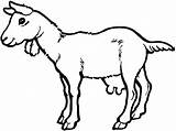 Goat Coloring Pages Drawing Colorluna sketch template