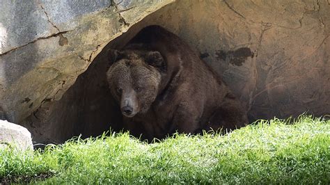 bears  hibernate worldatlas