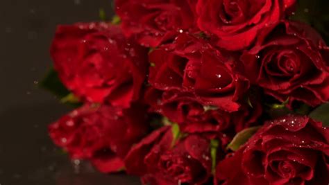 valentine s day water drops on red rose slow motion stock footage video 4620014 shutterstock