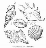 Conch Mollusk Seashells Clam Spiral Designlooter Shutterstock Sabelskaya Vectorified Kauri sketch template