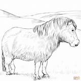 Welsh Ausmalbilder Shetland Ausmalbild Pferde Ausdrucken Horses Cob sketch template