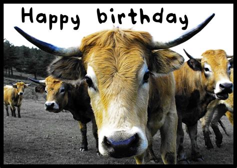 funny animal birthday wishes birthday  cards animals