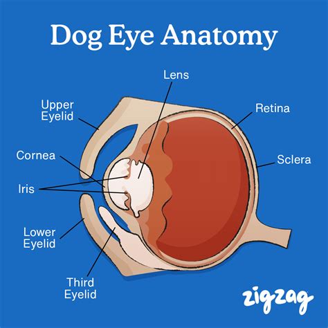 dogs eye anatomy      zigzag