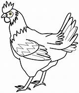 Hen Chicken Drawing Clip Draw Line Clipart Realistic Pencil Sketch Colouring Drawings Pages Clipartbest Cliparts sketch template