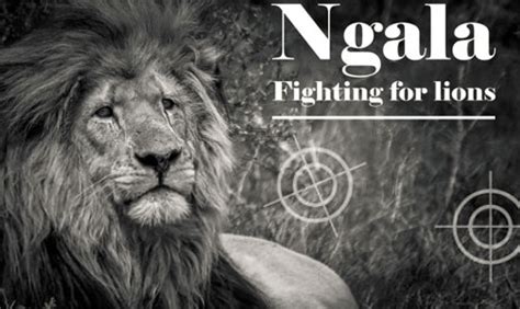 ngala fighting  lions jerome flynn