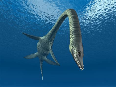 evolution  long necks  plesiosaurs  research reveals