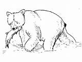Urso Peixe Grizzly Polar Antilope Ursos Pardo Laying Cinza Tudodesenhos sketch template
