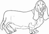Hound Coloring Pages Basset Dog Draw Getcolorings Bassett Print Color Drawing Getdrawings Printable Choose Board Dragoart Step sketch template