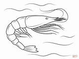 Shrimp Coloring Pages Crustacean Drawing Printable sketch template
