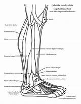 Leg Muscles Calf Exploringnature Physiology sketch template