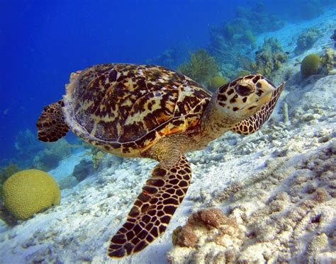 hawksbill sea turtle icon  beauty  resilience   journey