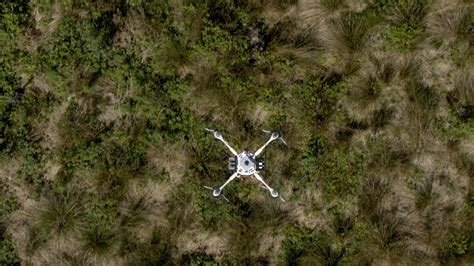 tree planting drone plants   trees  day flykit blog