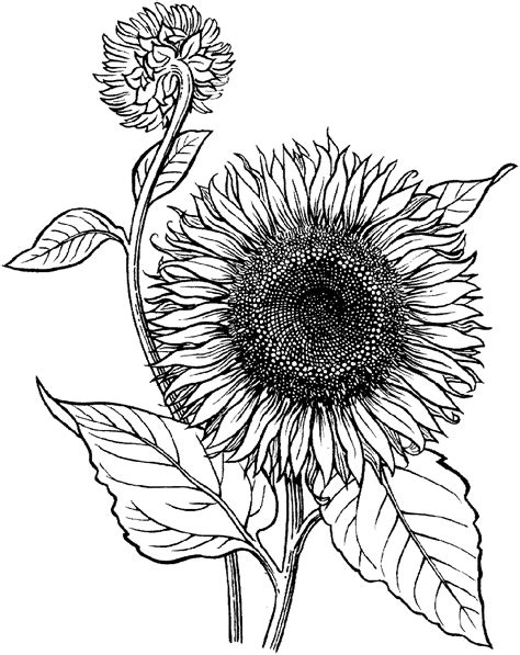 realistic sunflower coloring page educative printable  coloring