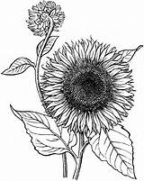 Sunflower Sketsa Coloring Matahari Realisme Contoh Girasoles Garden Lukisan Sonnenblume Harian Nusantara Baru Ngetrend Patrones Pizarra Tallas Girasol Besuchen Blumen sketch template