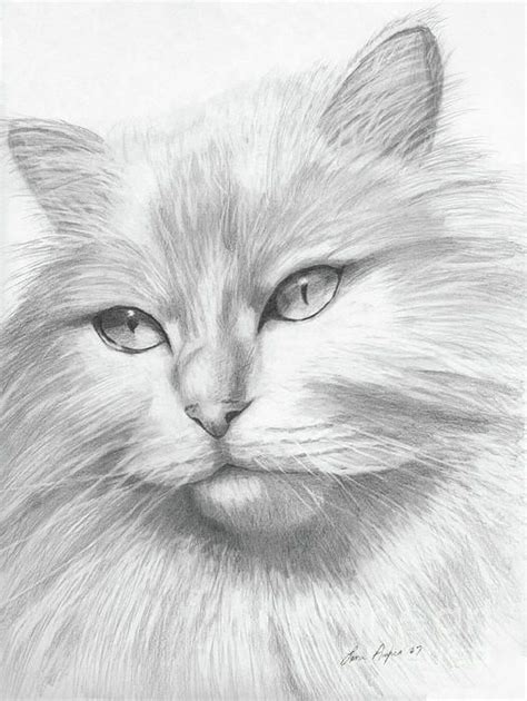 realistic cat coloring pages