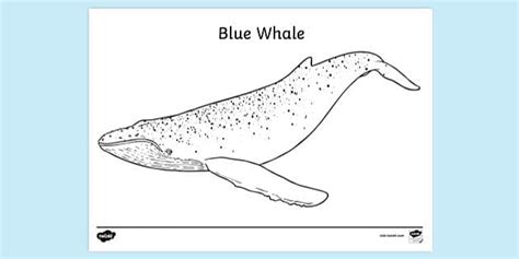 blue whale colouring sheet colouring sheets
