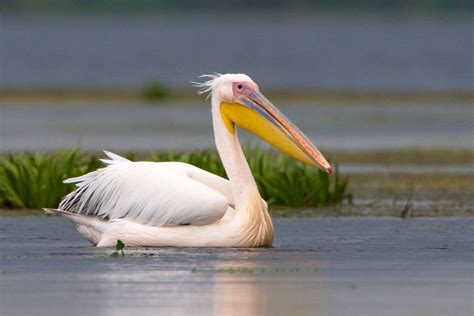 facts  pelicans  animal encyclopedia
