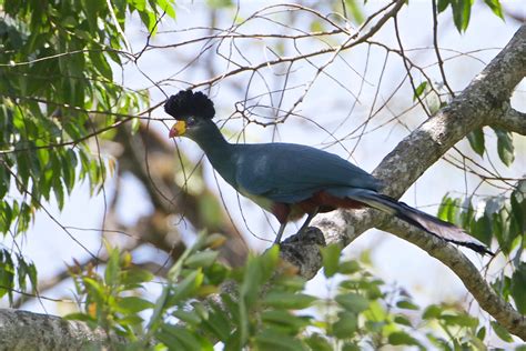 great blue turaco corythaeola cristata kenya birding