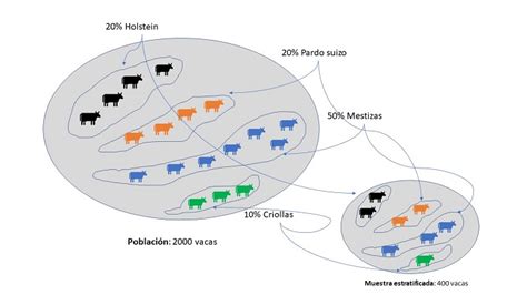 📈 Muestreo Estratificado Ejemplo Explicado Paso A Paso