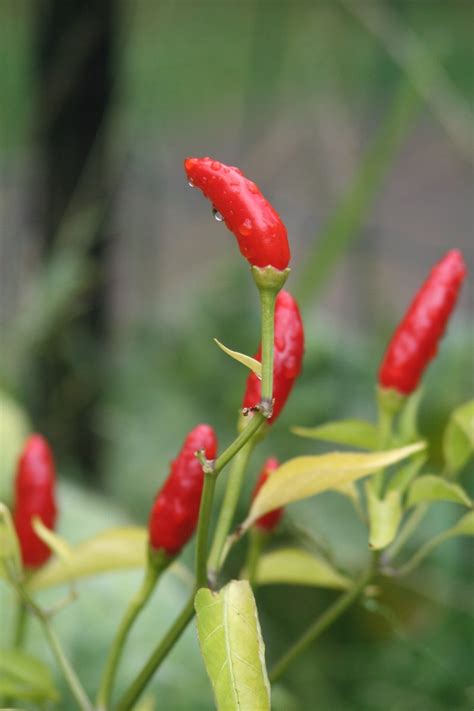 chilli plant  photo  freeimages