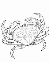 Crab Coloring Monteith Nanette sketch template