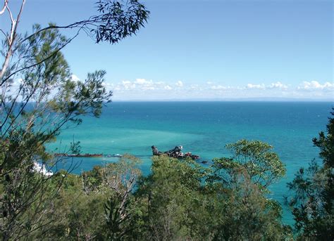 moreton bay islands wildlife marine life britannica