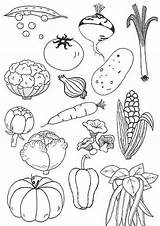 Coloring Pages Verduras Vegetable Food Drawing Vegetables Colouring Adult sketch template