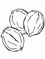 Coloring Walnut Pages Nut Clipart sketch template