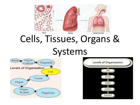 Cells Tissue Organs Systems