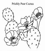 Cactus Drawing Pear Prickly Coloring Becuo Comments Colorat Coloringhome sketch template