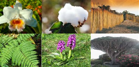 ecuador un orgullo de país flora y fauna